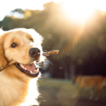 iStock-1184184060_V1_breit